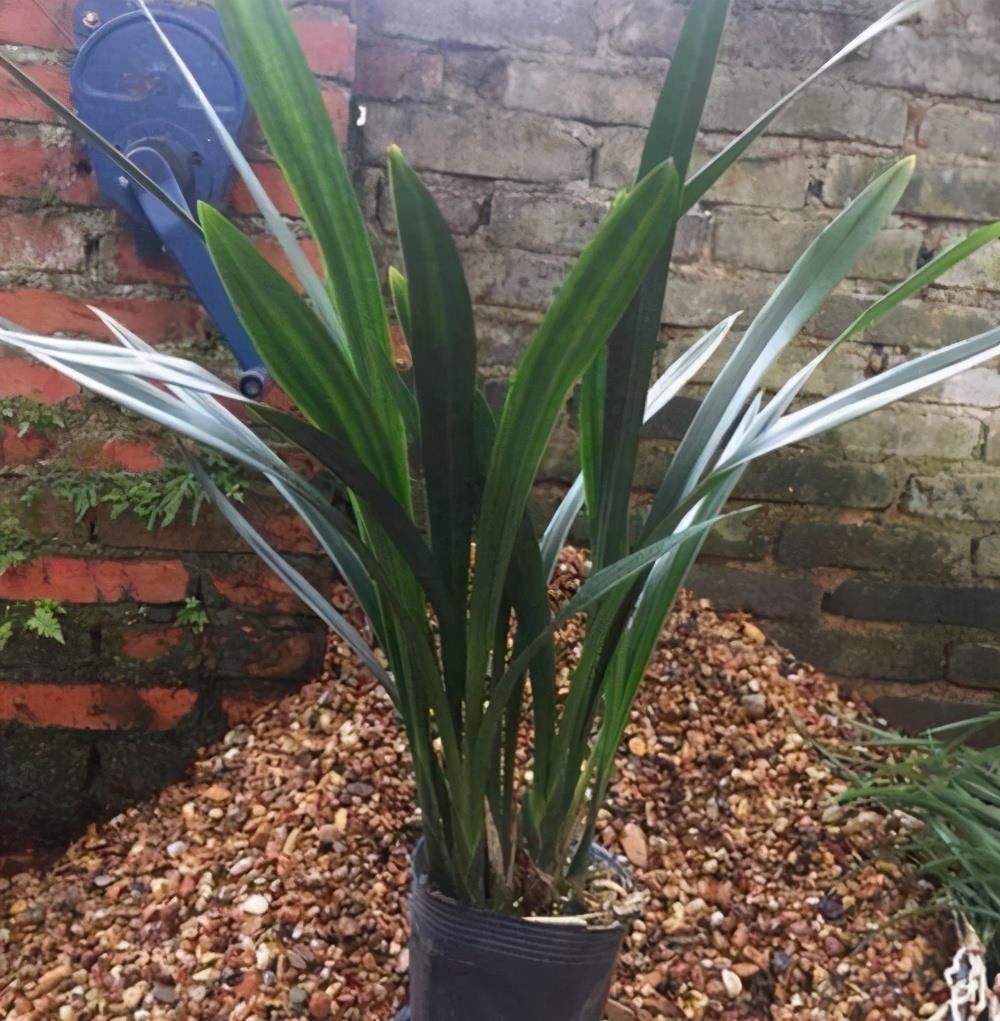 养盆"报岁兰",高大上档次,花箭窜一米,高级又泼辣