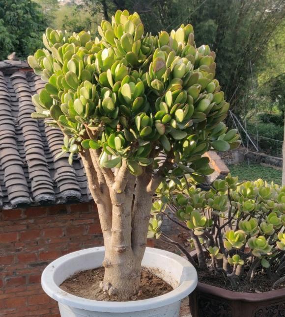 玉树长得太细了,多喂肥,多晒太阳,适当剪枝,嗖嗖长成老桩__财经头条