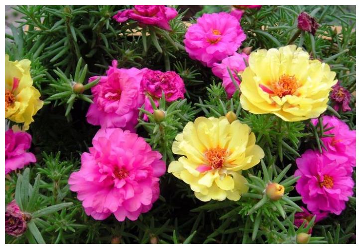 儿童房养上“5种花”,提高孩子“想象力”,宝宝更聪明!