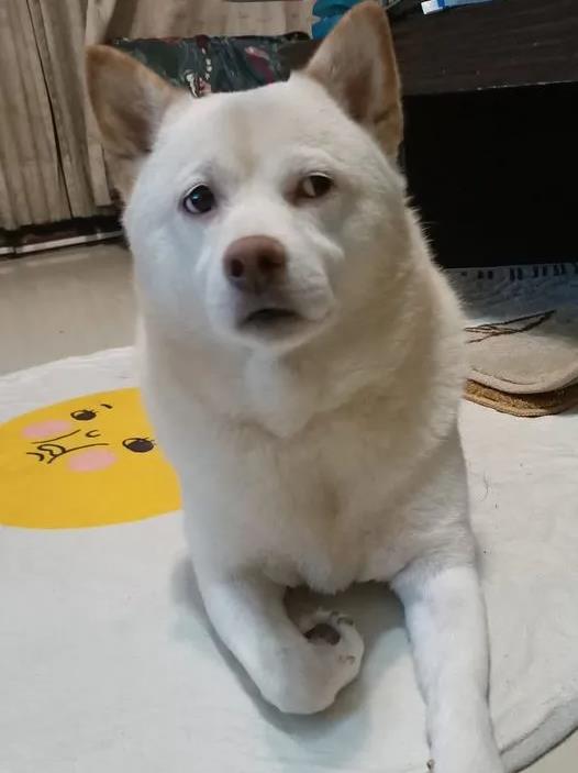 主人说一句它就嗷呜嗷呜的回一句,有话必回~欧巴:用眼神就能秒杀你!