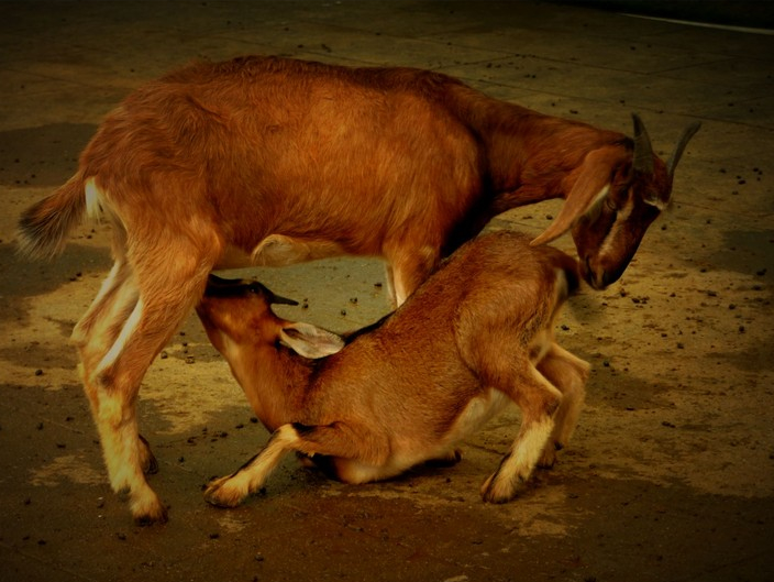 警世通言:忘恩负义者的逻辑