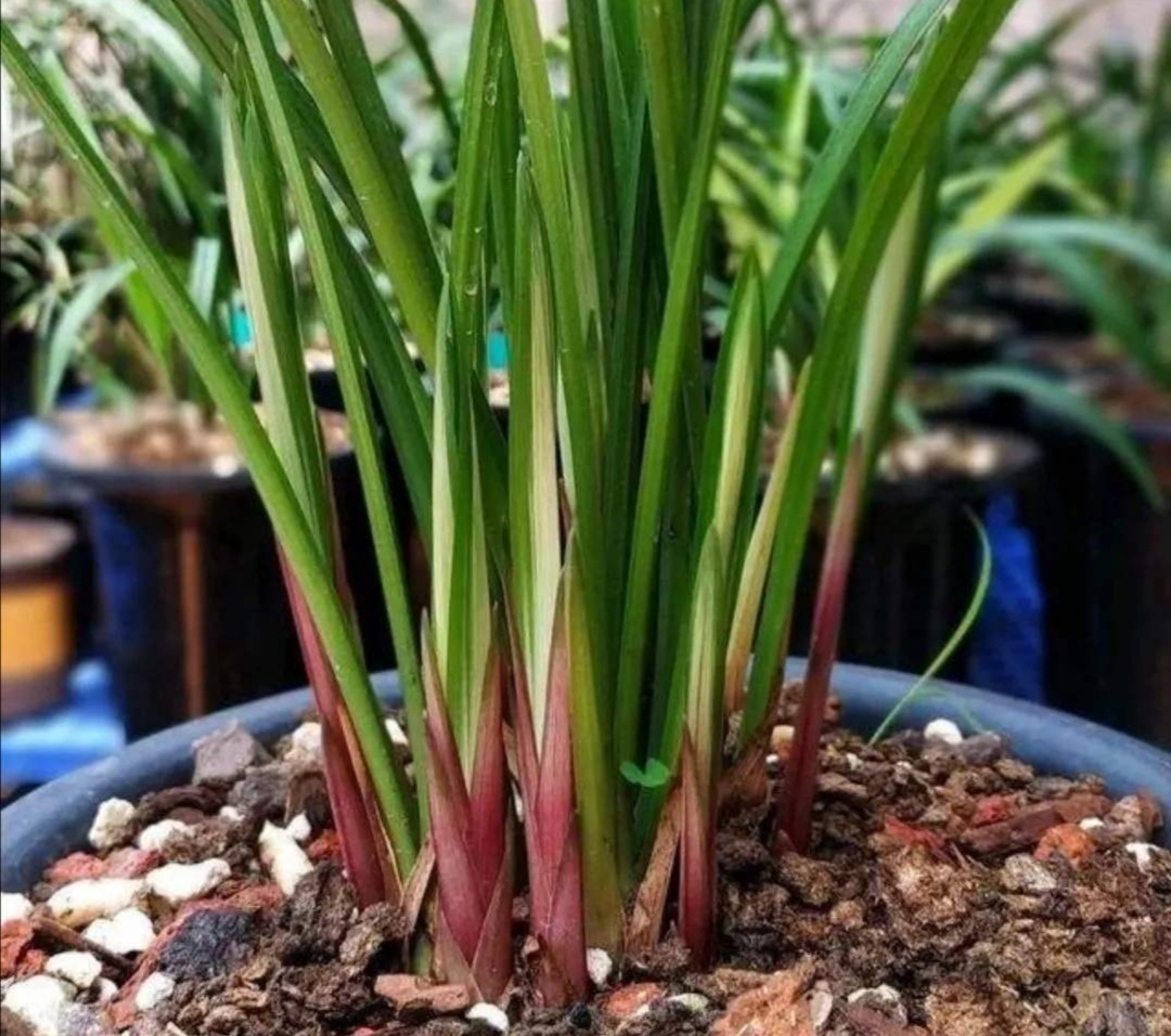 养兰花用4种植料疏松透气养分充足兰株长得旺不烂根