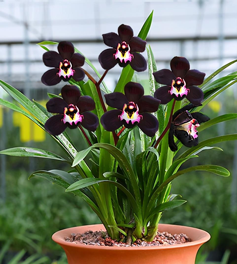 优雅墨兰"黑雪姬",花色神秘,香味扑鼻,被誉为兰花界的黑魔法