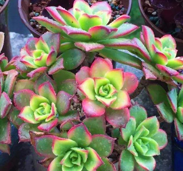 群生繁茂色彩宜人的夕映多肉,知道这个技巧,蓬勃壮丽生生不息