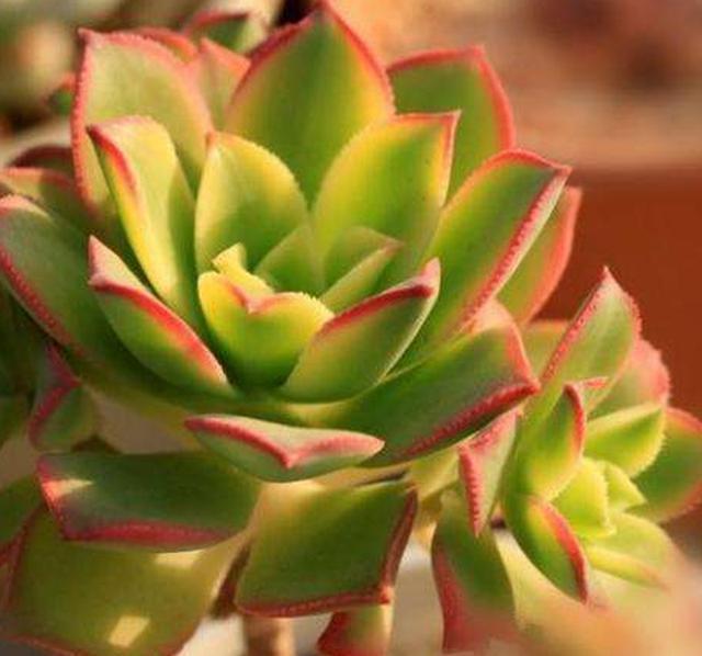 群生繁茂色彩宜人的夕映多肉,知道这个技巧,蓬勃壮丽生生不息