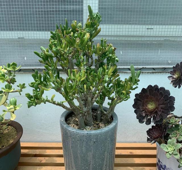 这花叫马蹄掌,也叫吸财树,寓意"招财进宝",比多肉还好养|马蹄|比多