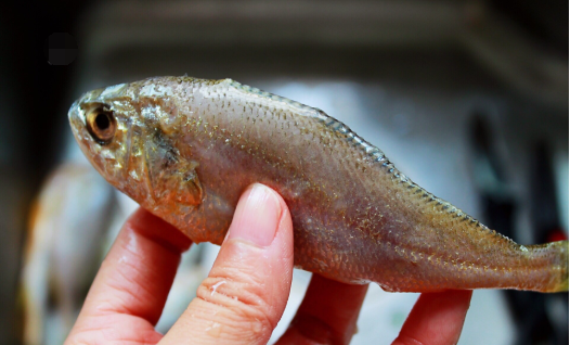 这鱼10块钱买7条,肉嫩刺少,味道鲜|小黄鱼|内脏|鱼_新浪新闻