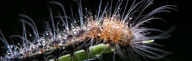 毛毛虫长什么样 毛毛虫长大之后会变成什么 飞蛾 蝴蝶 体表 新浪新闻