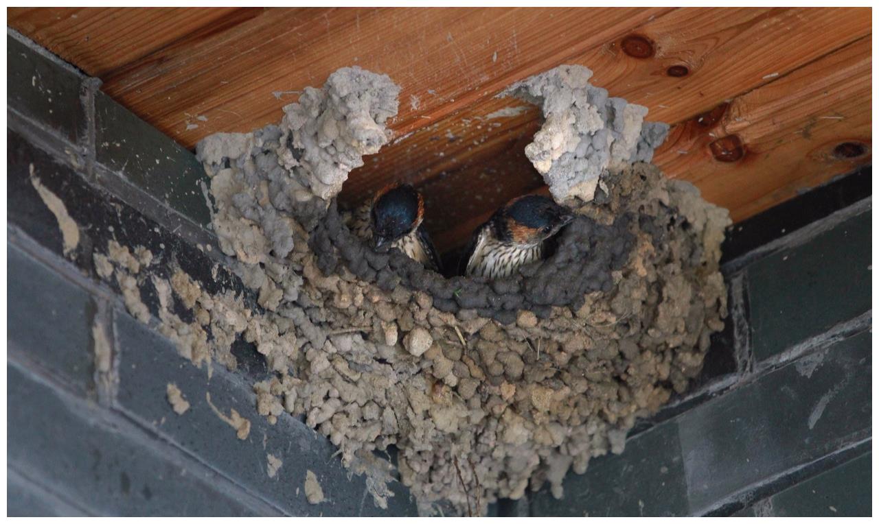 燕子在自己家门口搭窝好不好呢?有什么说法