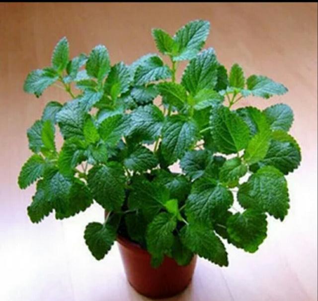家中养盆清凉薄荷,空气更清新