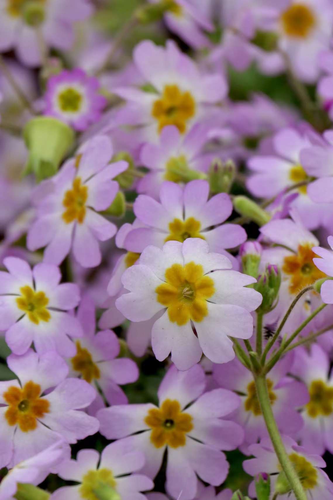 报春花·陕西羽叶报春(中科院武汉植物园)