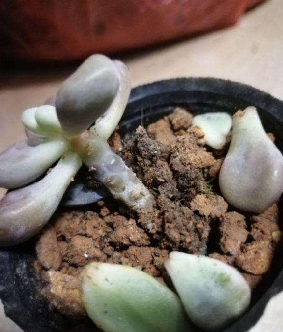 多肉黄叶死亡原因,一浇水二不透气,控制好自己的手,尽量少浇水