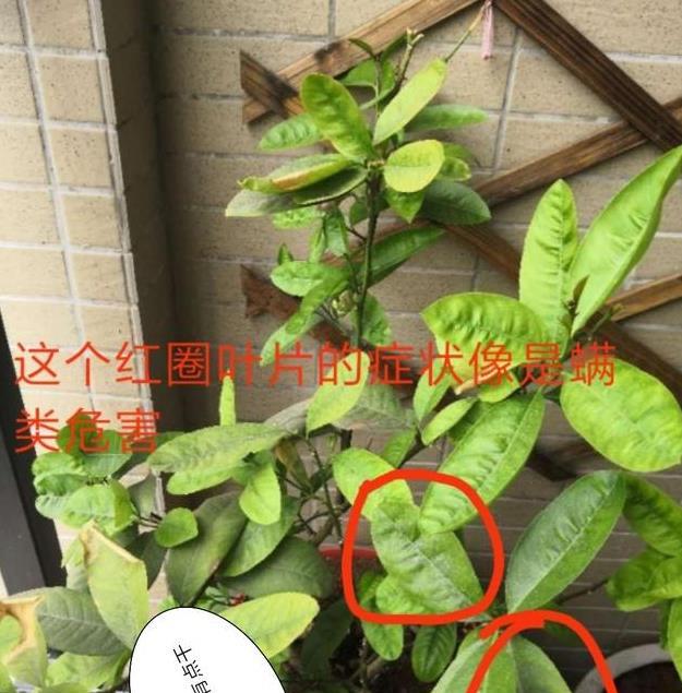 柠檬养护病害分析,学会明年就会硕果累累,吃上新鲜柠檬啦_高清图集