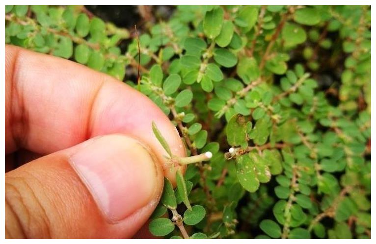 随处可见的一种草,折断会流"牛奶",人称"血见愁",应该珍惜