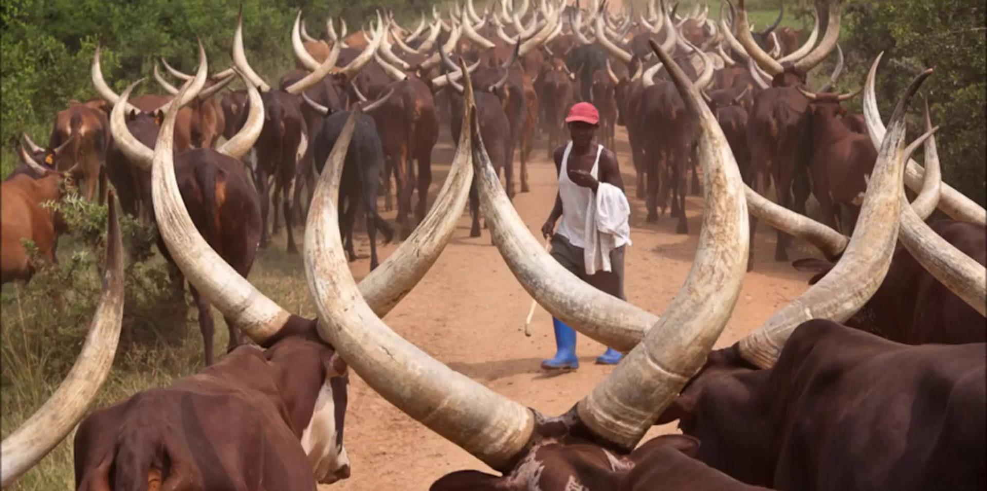 世界上角最大的5种动物 长这么大有什么用处 世界上角最大的5种动物 长这么大有什么用处