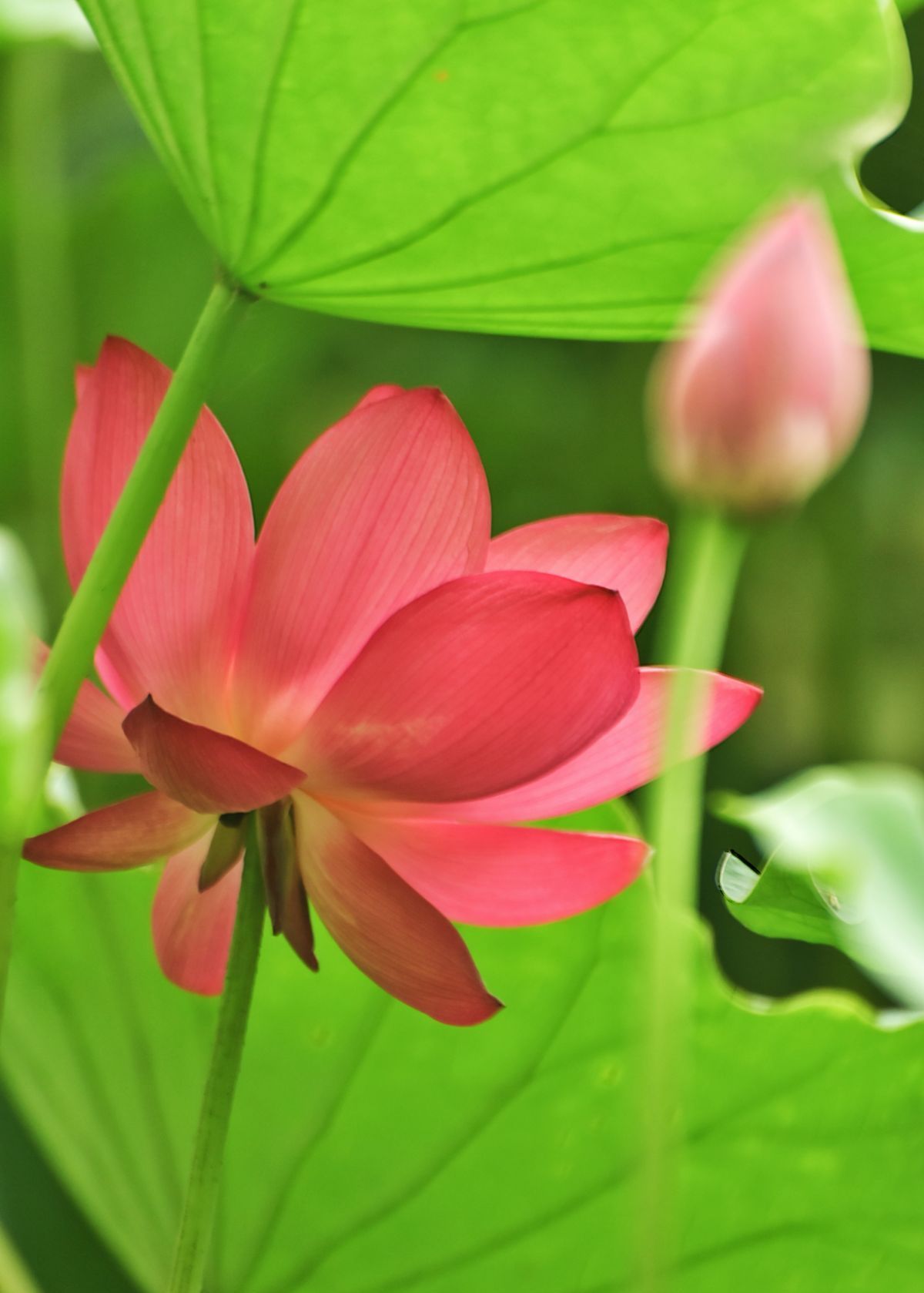 1200_1678竖版 竖屏