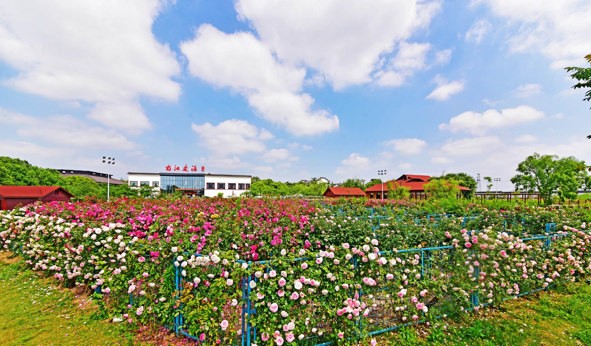 五月斗山生态园,渚友江南花满园.江苏省无锡市锡山区锡北镇.