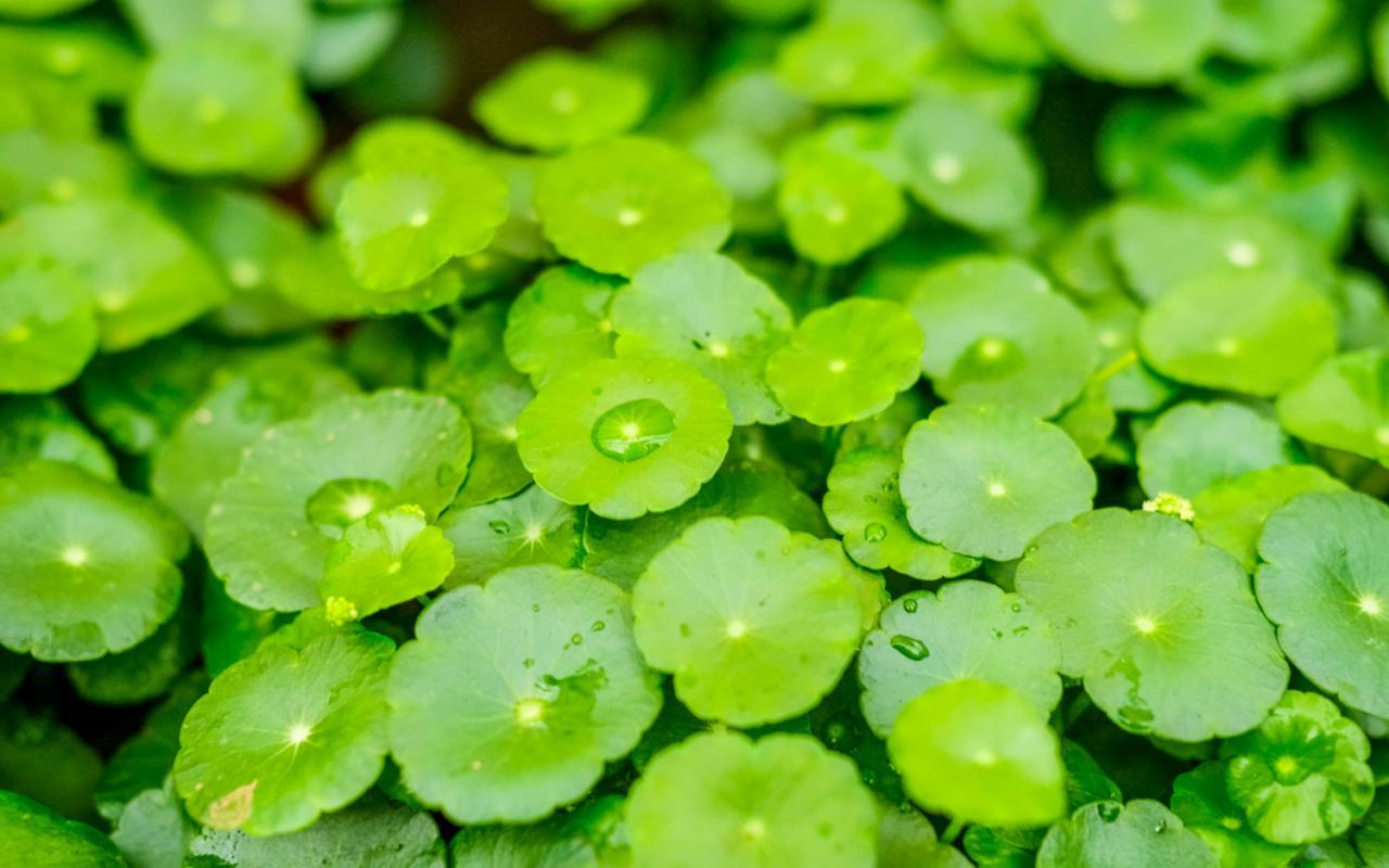 铜钱草做好这几点一年四季绿油油越养越招财