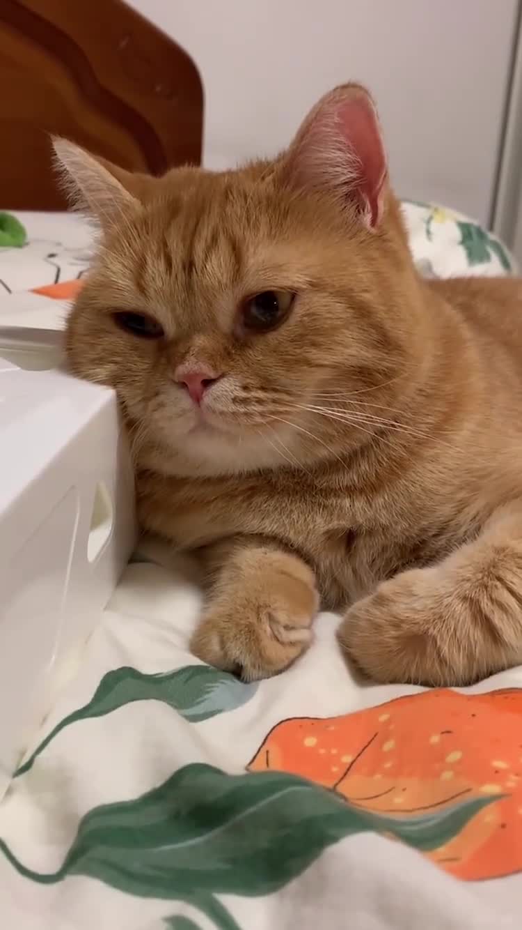 莫名其妙的忧伤小猫咪能有什么烦恼呢1