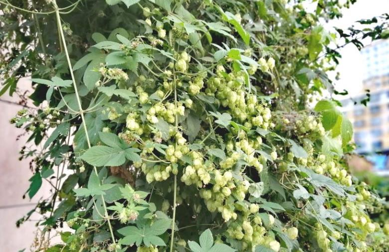 拉拉藤的花瓣摸起来质地很好,像纸绸一般.