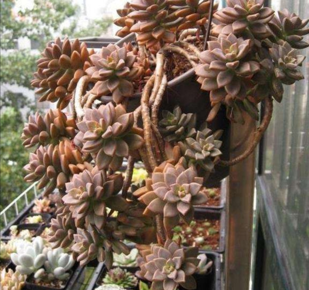 多肉姬胧月漂亮又好养做好6个细节养成老桩盆景