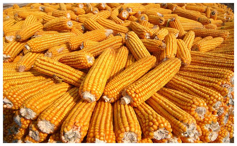 粮价行情持续上涨,今年农民玉米可以卖高价了吗?