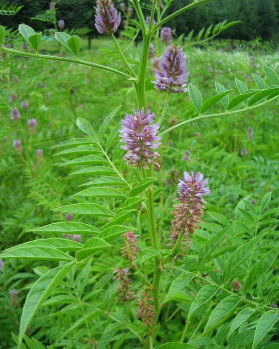 甘草是怎样的植物,有什么利用价值