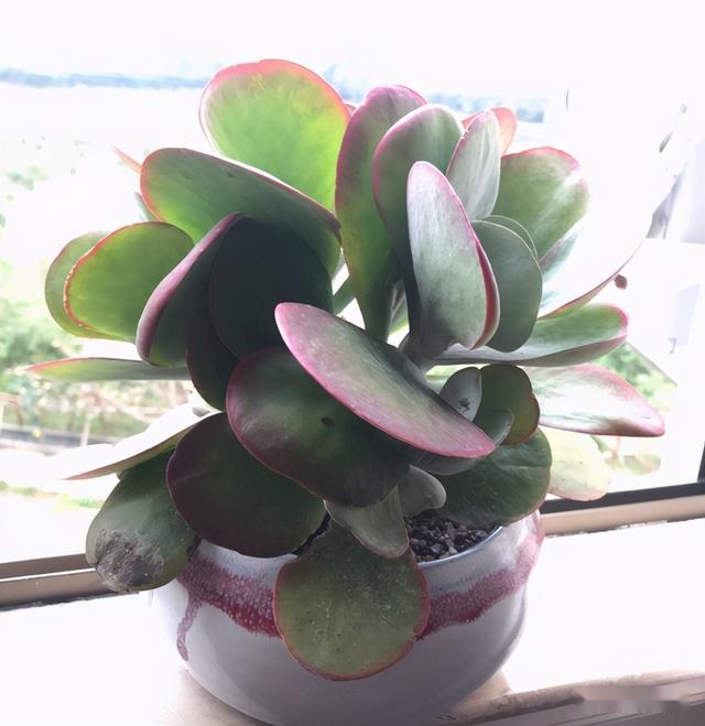 不管唐印多肉怎么丑秋天适时砍一刀长出侧芽几十个太美了