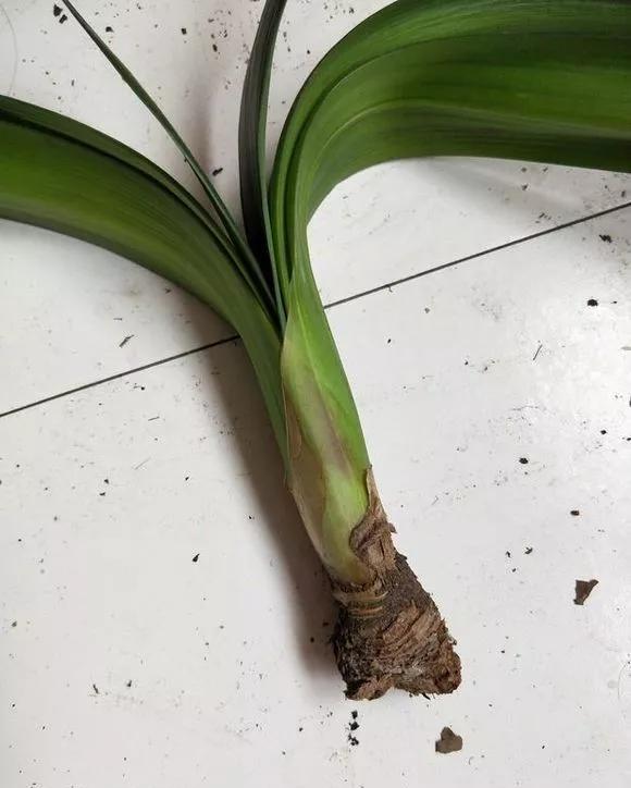 君子兰烂根别扔,一剪一泡,1个月长出大白根,叶子浓绿油亮