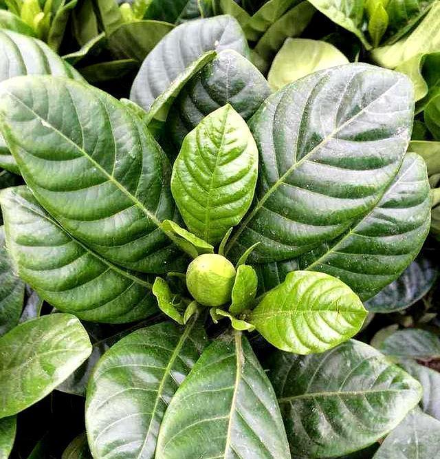 8月养花就选它,好养易成活战胜酷夏,花期长香气足!早看早知道