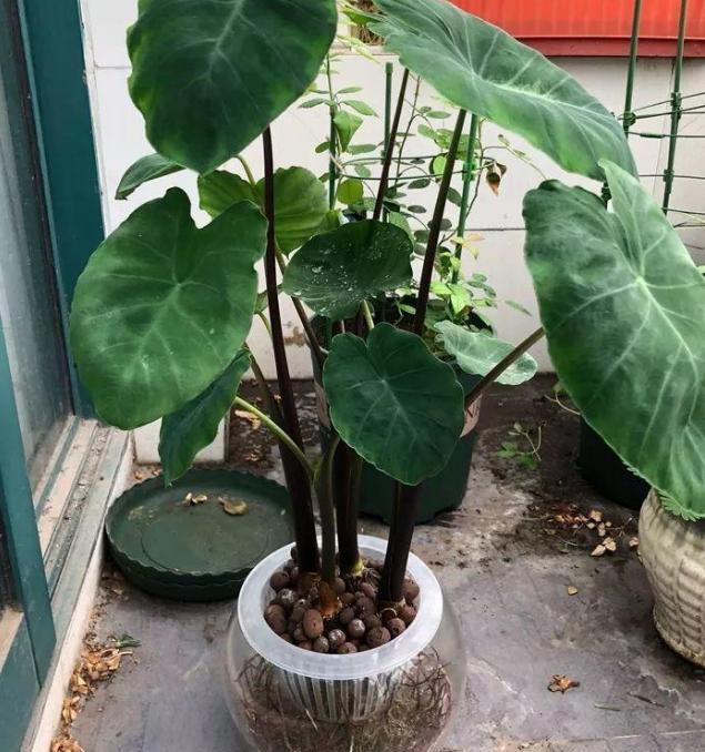 甭在水培滴水观音了,太危险!换上应季的芋头,观赏,食用两不误