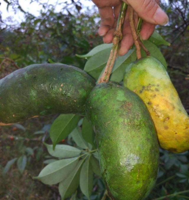 我们农村也习惯叫它为野木瓜,牛腰子果等等.