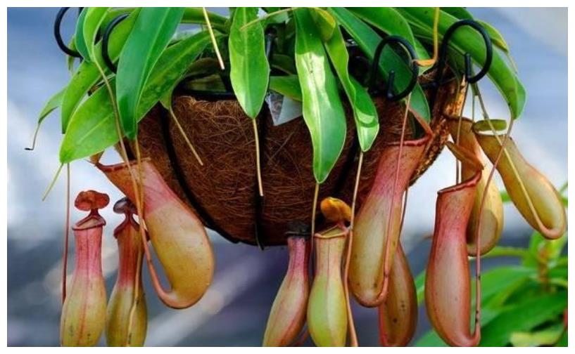 儿童房养上“5种花”,提高孩子“想象力”,宝宝更聪明!