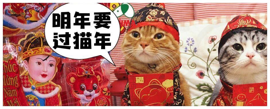 越南12生肖里没有兔，竟是由可爱的猫代替