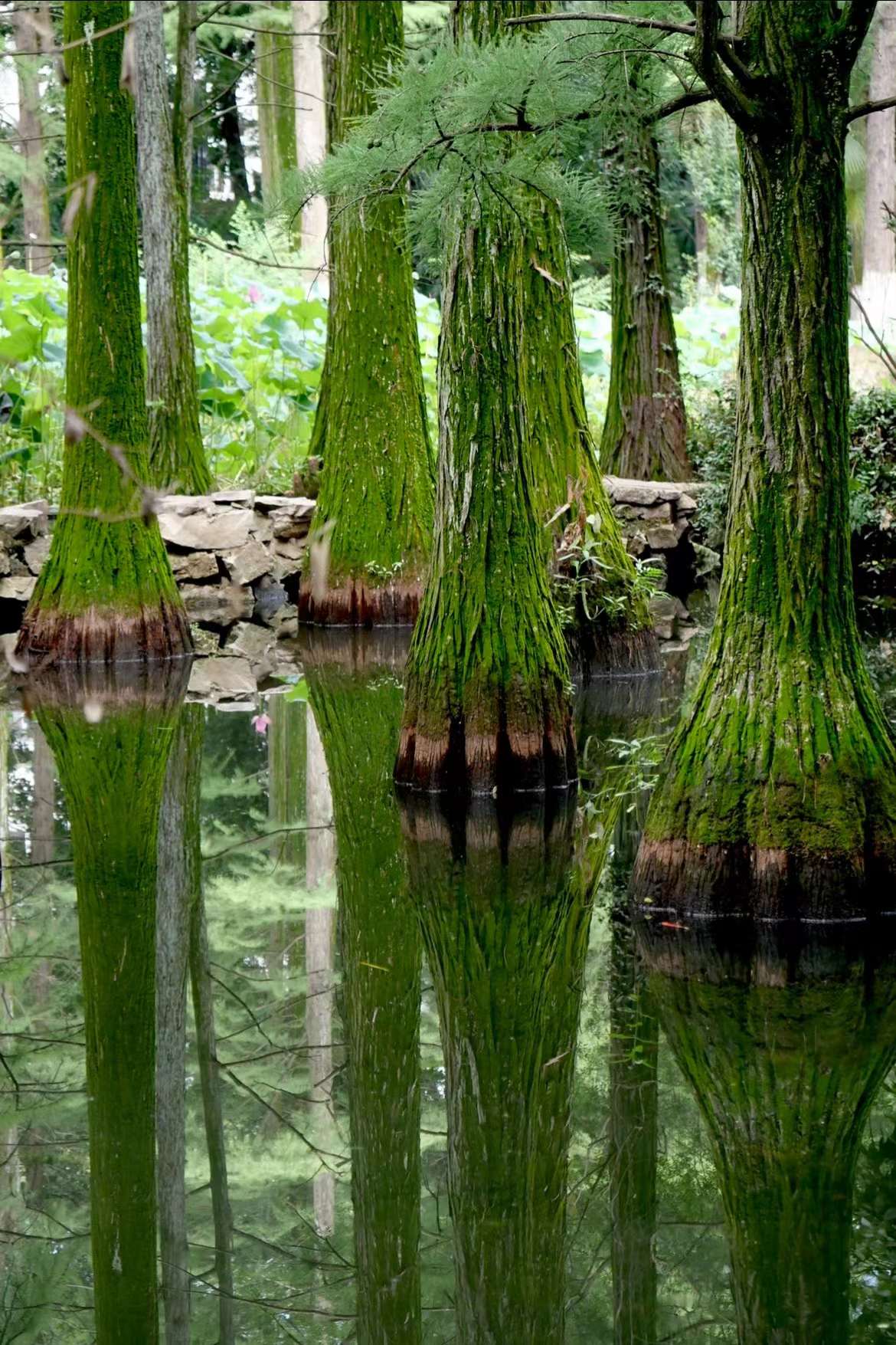 池杉的呼吸根(中科院武汉植物园)__财经头条
