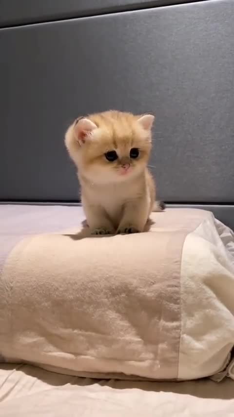 傻乎乎的小不点也太可爱了