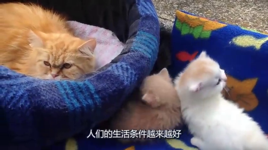 小臭猫 一下都不让着 就要跟你打架 看后面白猫的眼神