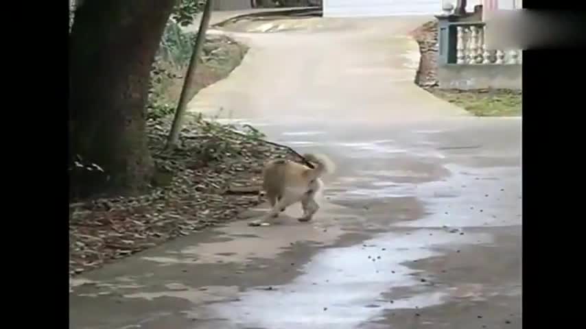 中华田园犬演技太高了 走路姿势层出不穷 太逗了 可以去卖拐了 中华田园犬演技太高了 走路姿势层出不穷 太逗了 可以去卖拐了