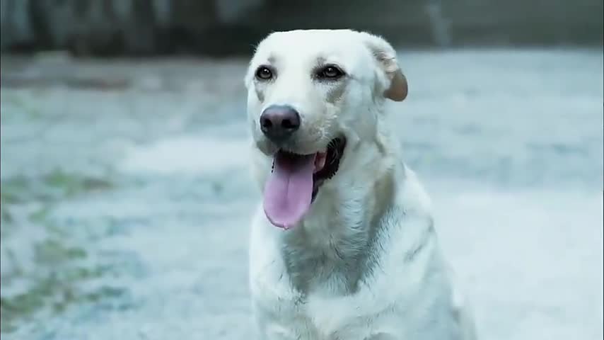 神犬奇兵:小米钟情于步枪,相信步枪会回来,便天天在营门口等它