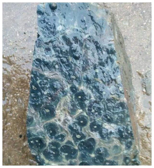 国外发现距今约20亿年蓝藻化石这种化石发现具有重大的意义