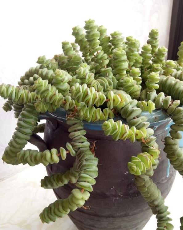 多肉"钱串子",串串小铜钱,美成"小瀑布"