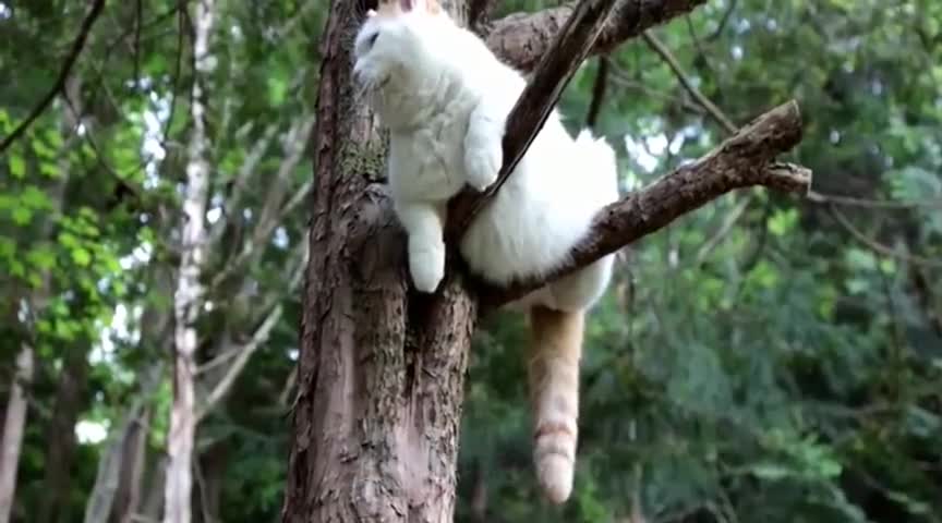猫咪趴在树枝上面,呆呆的看着树下面的环境!