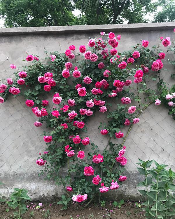 打造庭院花墙,这藤本月季很合适,花量大,好养活,四季都开花