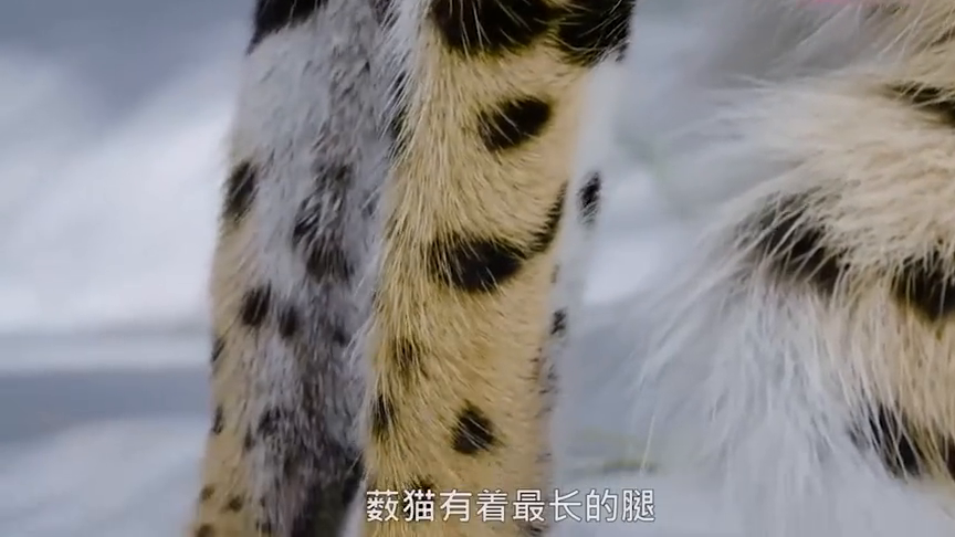 动物世界:脖子以下都是腿,世界上腿最长的猫,实在是太好看啦!