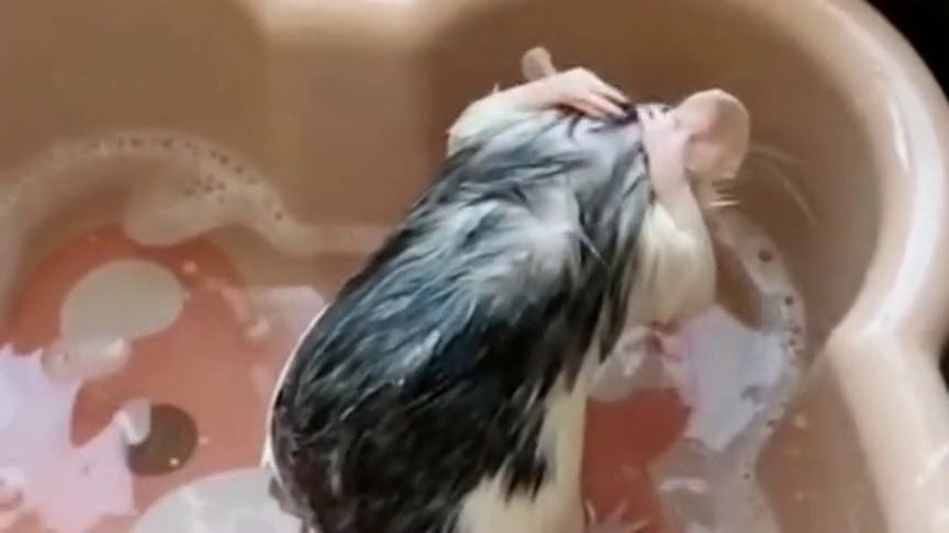 一只爱洗澡的仓鼠,这个是怎么做到的,真是太可爱了!