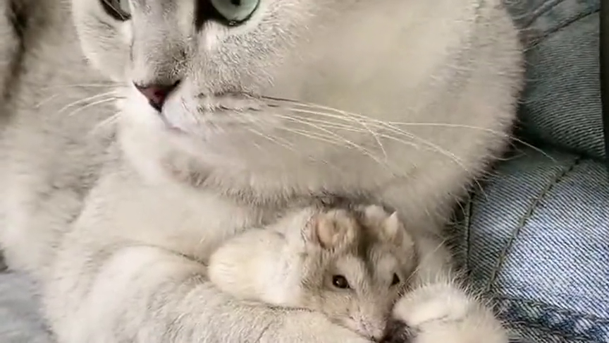 果然猫是喜欢老鼠的,看它舔了半天了,不知道是个什么味道!