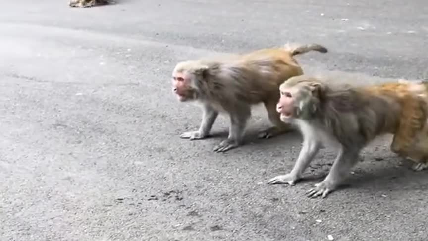三只猴子打架开始气势汹汹后来不让打立马认怂