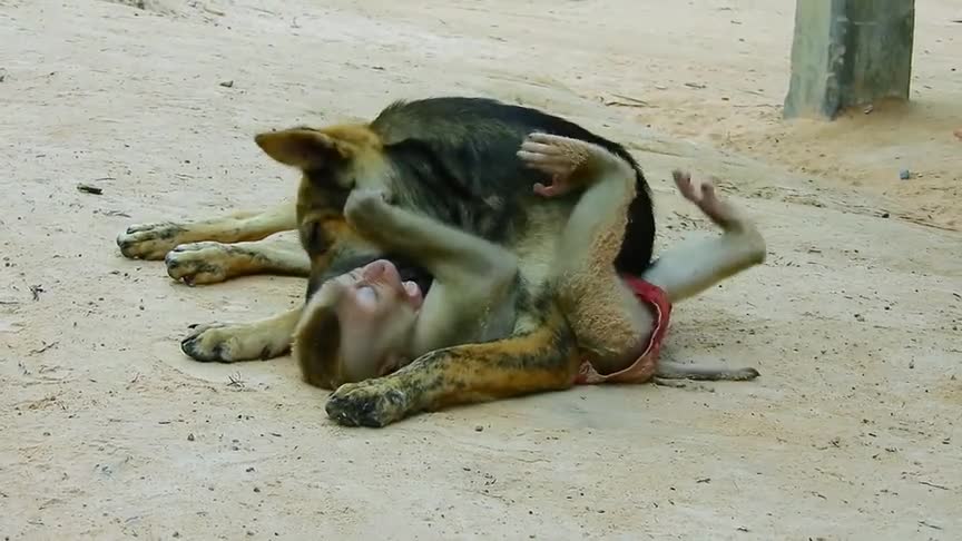 见过狗子跟猴子打架的,但打得这么激烈还是头次见,猴子被虐惨