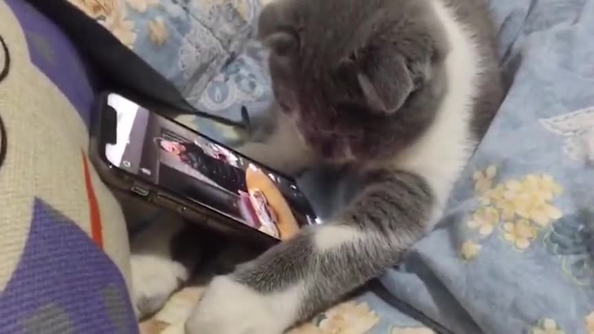 猫咪也会玩手机,还会翻页呢!