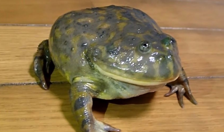 两栖类动物:圆眼珍珠蛙是半水生的,因此也进入鱼类世界